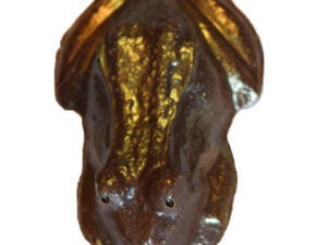 Dusted Frog